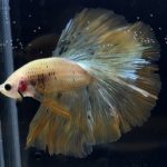 betta264