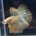 betta264