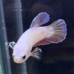 betta263
