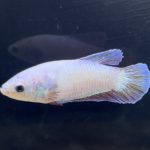 betta263