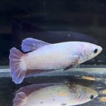 betta263