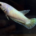 betta263