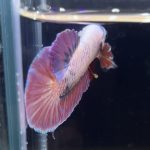 betta263