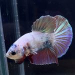 betta263