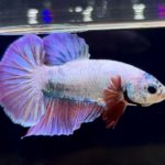 betta263