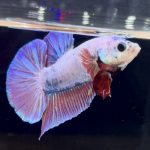 betta263