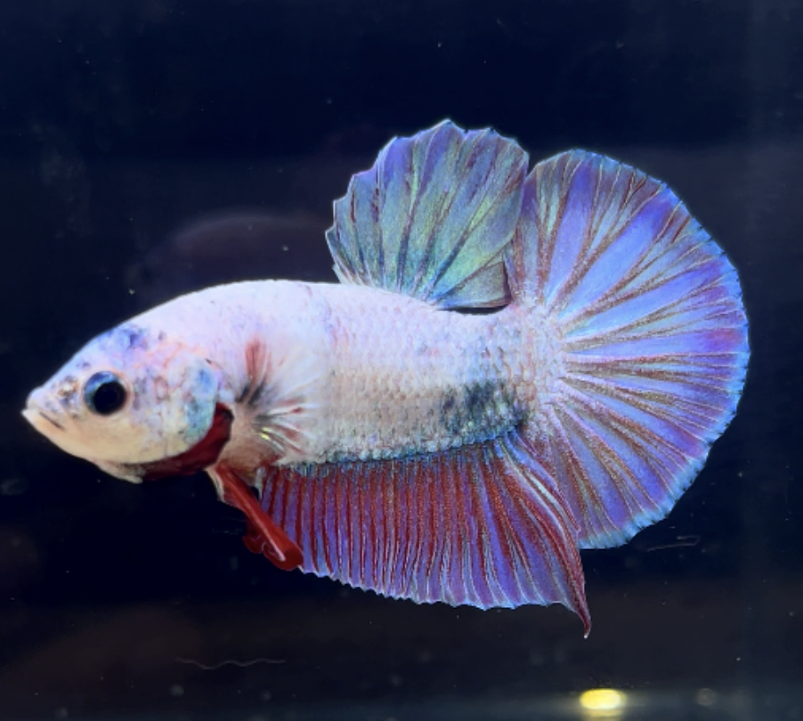 betta263