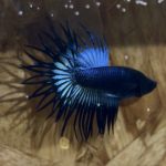 betta261