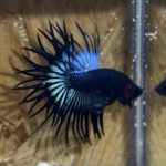 betta261