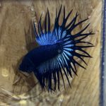 betta261