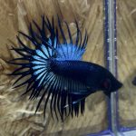 betta261
