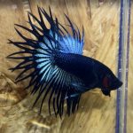 betta261