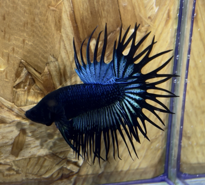 betta261
