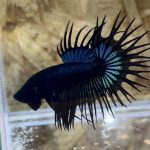 betta260