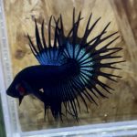 betta260