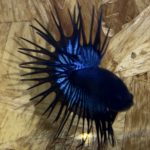 betta260
