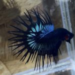betta260
