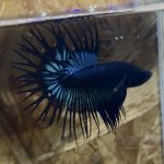 betta260
