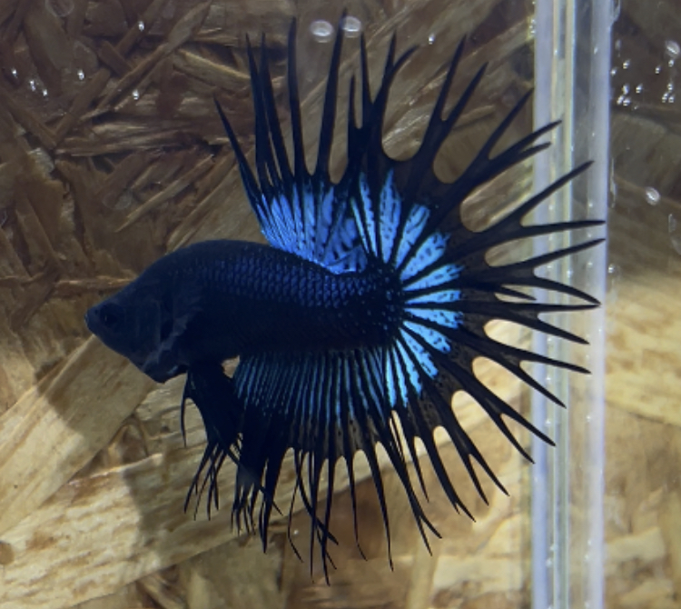 betta260