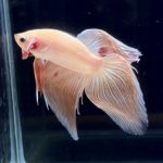 betta276