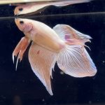 betta276