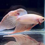 betta276