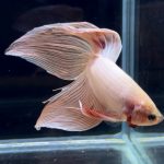 betta276