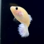 betta277