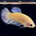 betta277