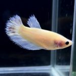 betta277