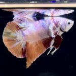 betta279