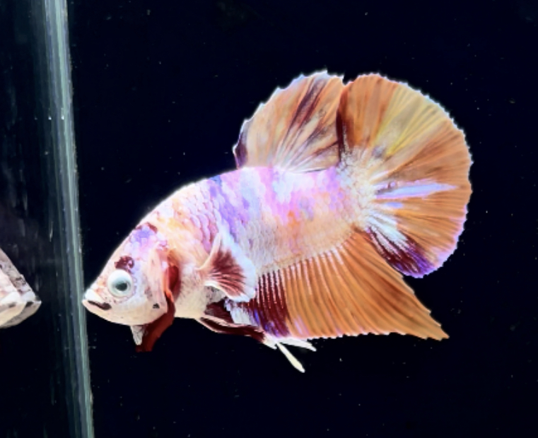 betta279