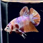 betta279