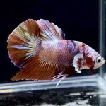betta279