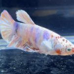 betta279