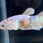 betta279