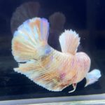 betta279