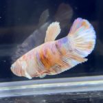 betta279