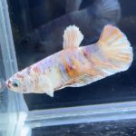 betta279