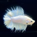 betta280
