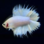 betta280