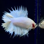 betta280
