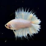 betta280