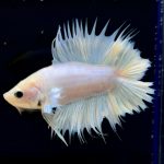 betta280
