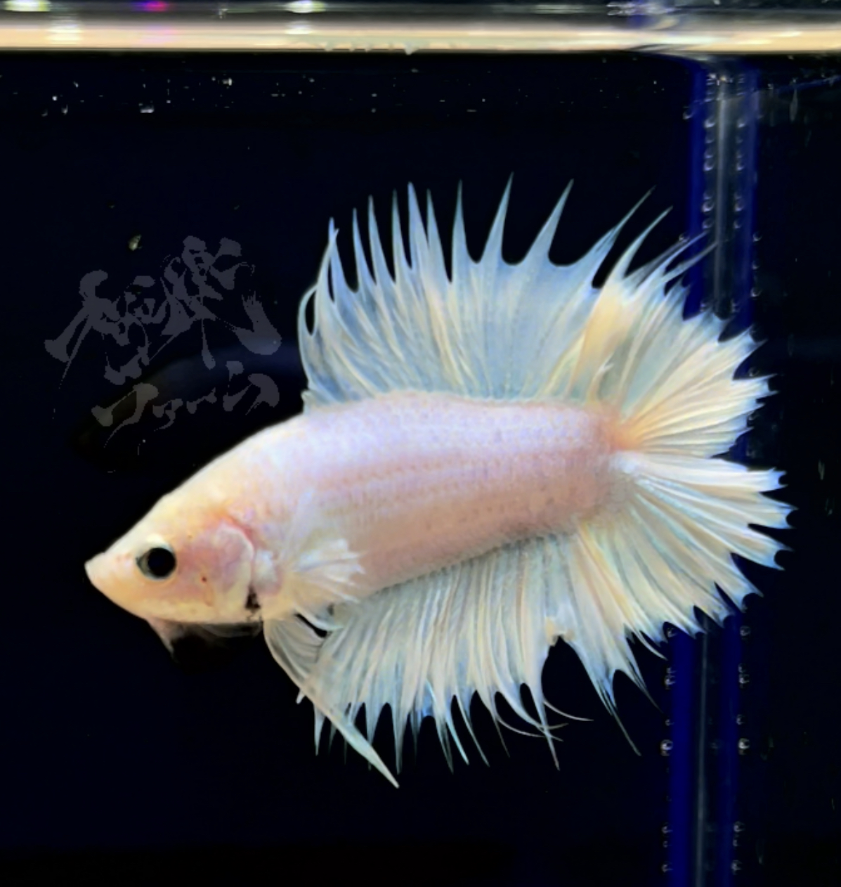 betta280