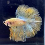 betta281
