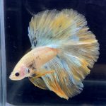betta281