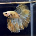 betta281