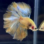 betta281