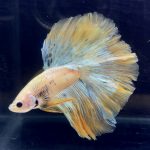 betta281